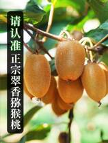 Shaanxi Zhou to Cuicange Exotic Fruits Fresh Fruit Pure Sweet Green Heart Chic Exotic Fruits Should Be Season of the Season 5 catties