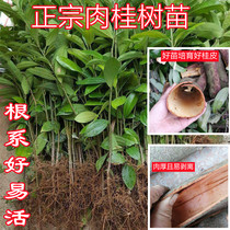 Guangxi Zhengzong thick leather cinnamon tree Miao Yugui Miao Gui Miao Gui medicinal herbs edible spices garden forest green tree trees