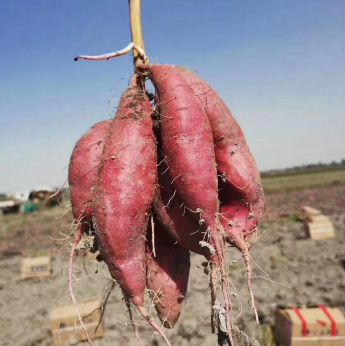 新疆红薯新鲜小蜜薯香甜西瓜红糖心地瓜农家自种富硒沙地烤番薯 - 图1