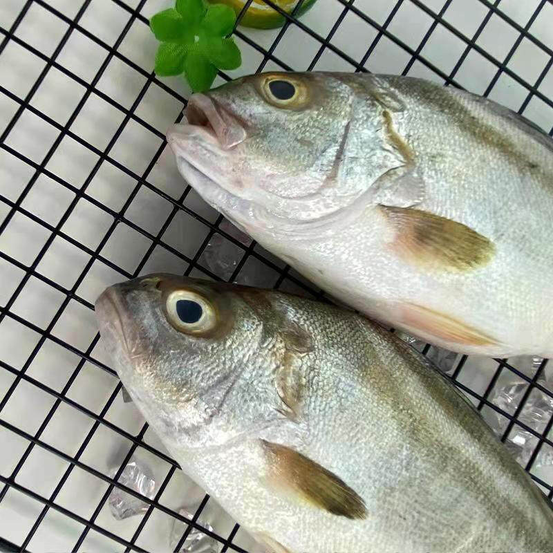北海丁公鱼新鲜杀好深海鱼去鳞鳃去内脏冰鲜免处理特大三线海鲈鱼,淘宝优惠券,粉丝福利购,淘宝优惠卷