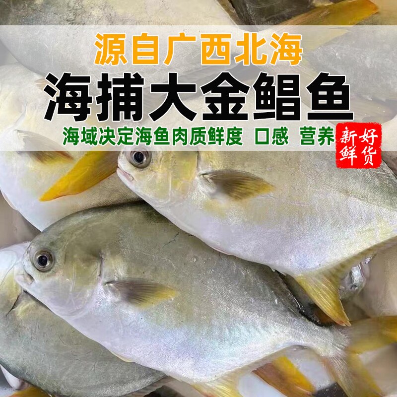 北海金鲳鱼新鲜杀好深海鱼鲜活去鳃去内脏冰鲜冷冻特大开腹金昌鱼,淘宝优惠券,粉丝福利购,淘宝优惠卷