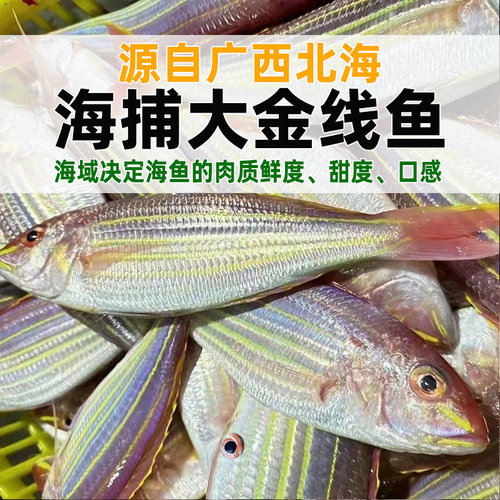 北海金线鱼红杉鱼深海鱼去鳞鳃去内脏免处理新鲜冷冻红三鱼金丝鱼 - 图0