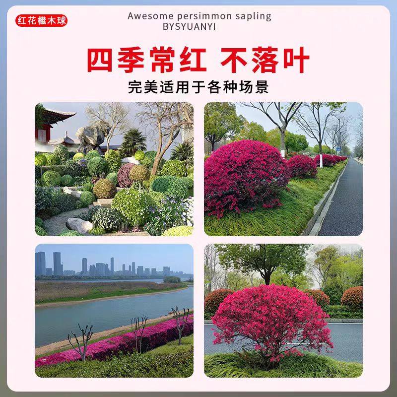 红花继木球树苗绿植造型盆景庭院别墅地栽耐寒植物园林工程绿化,淘宝优惠券,粉丝福利购,淘宝优惠卷