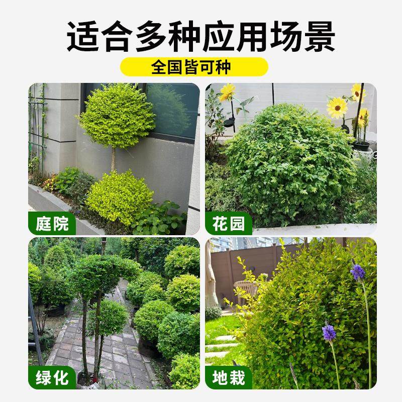 亮晶女贞球树苗植物地栽花园造景造型树苗棒棒糖金叶女贞耐寒苗木,淘宝优惠券,粉丝福利购,淘宝优惠卷