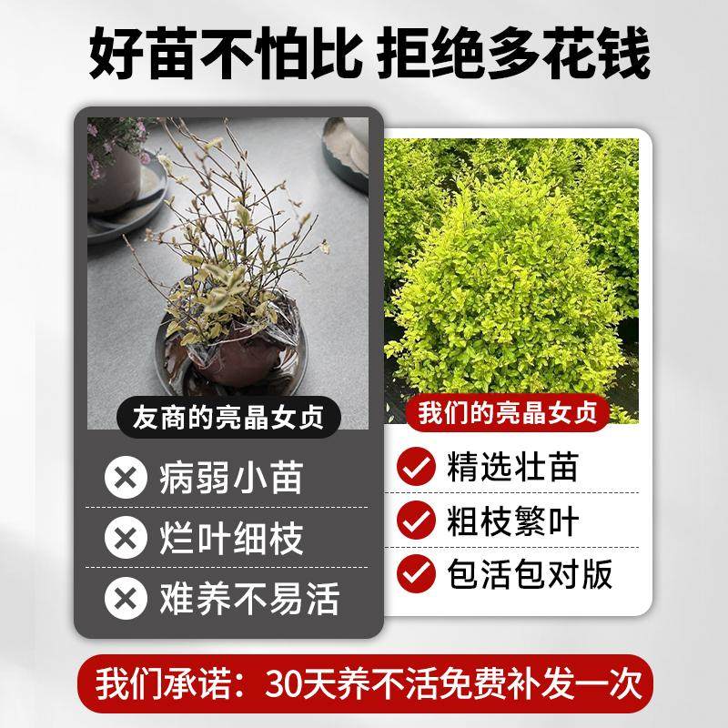 亮晶女贞球树苗植物地栽花园造景造型树苗棒棒糖金叶女贞耐寒苗木,淘宝优惠券,粉丝福利购,淘宝优惠卷