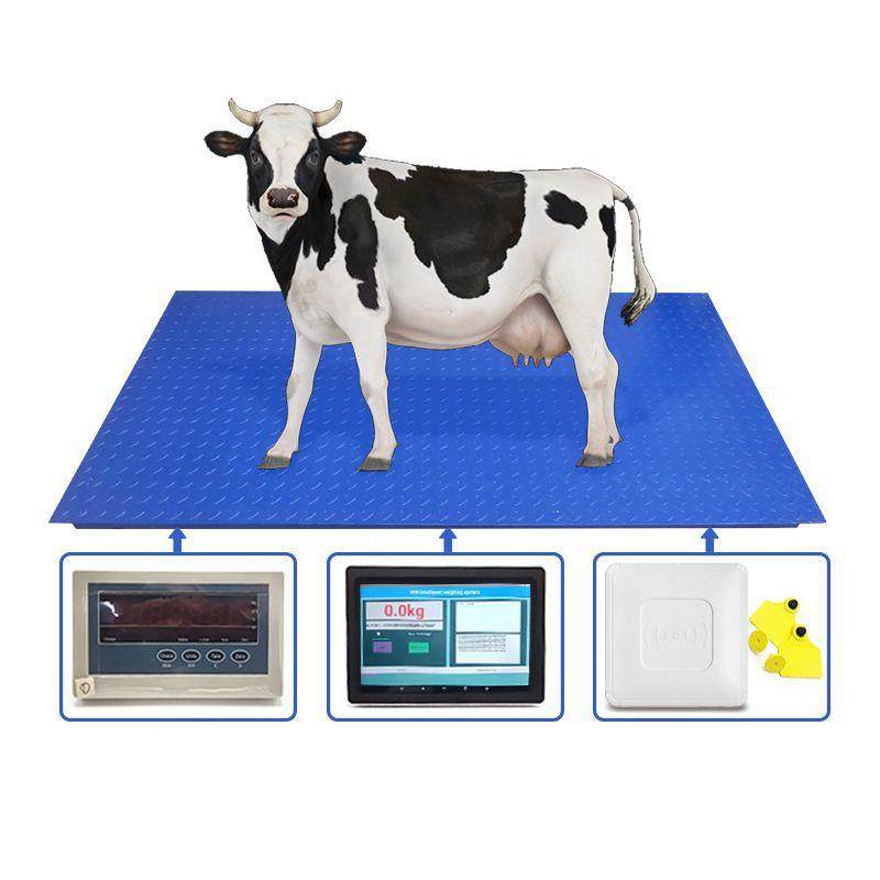 RFID耳边识别称重系统电子动物秤耳边识别地磅秤带智能触屏,淘宝优惠券,粉丝福利购,淘宝优惠卷