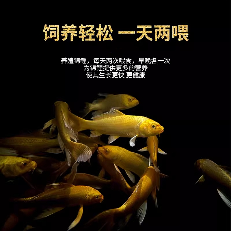 观赏鱼纯种龙凤锦鲤长尾黄金锦鲤冷水自来水鱼淡水好养耐活鱼苗 - 图1