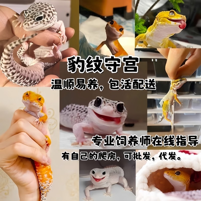 豹纹守宫蜥蜴宠物鬃狮爬宠幼体小火龙活物爬虫易好养网红宠物幼体,淘宝优惠券,粉丝福利购,淘宝优惠卷