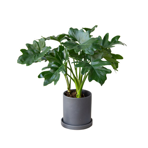 白云植物 | 春羽希望蔓绿绒北欧绿植室内盆栽花卉大桌面盆景ins风 - 图3