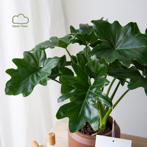白云植物 | 春羽希望蔓绿绒北欧绿植室内盆栽花卉大桌面盆景ins风 - 图1