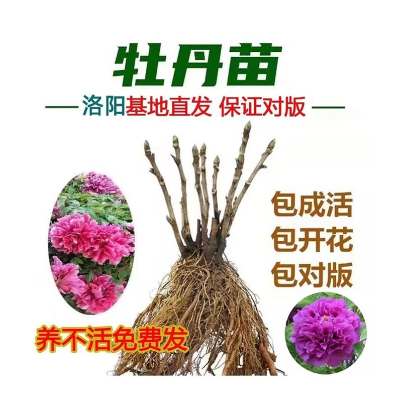 正宗洛阳大红牡丹大苗老桩大花绿植耐寒阳台庭院可四季种植包对版-图3