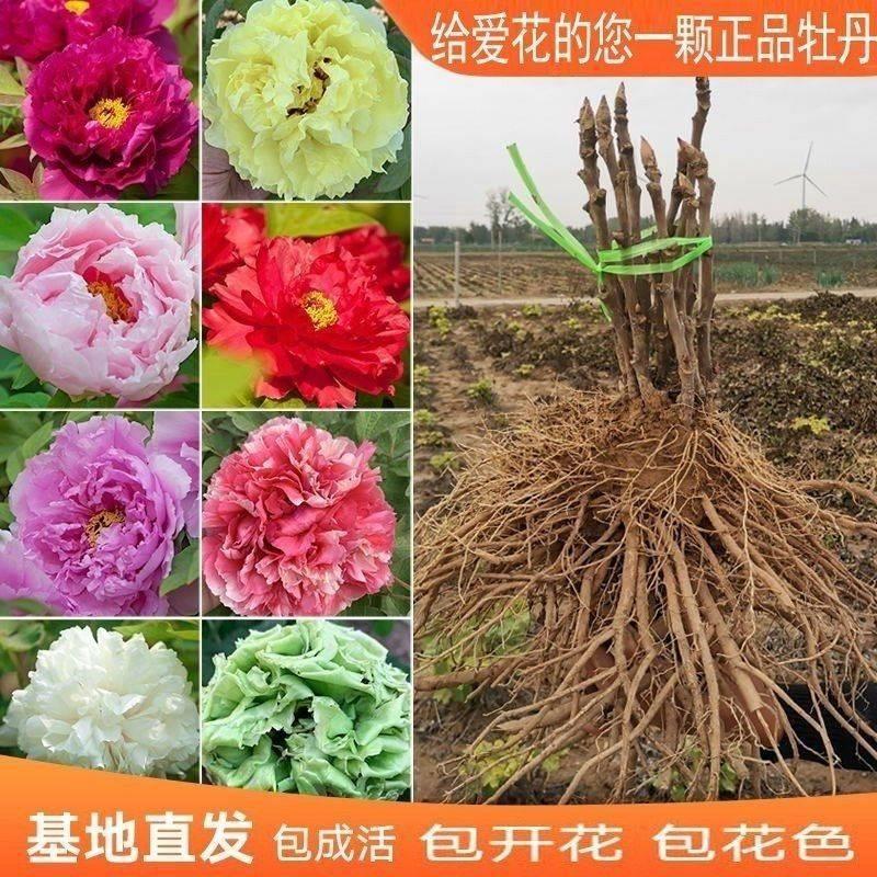 菏泽牡丹花苗正宗观赏重瓣牡丹抗寒抗干旱盆栽室内外庭院种植老桩 - 图0