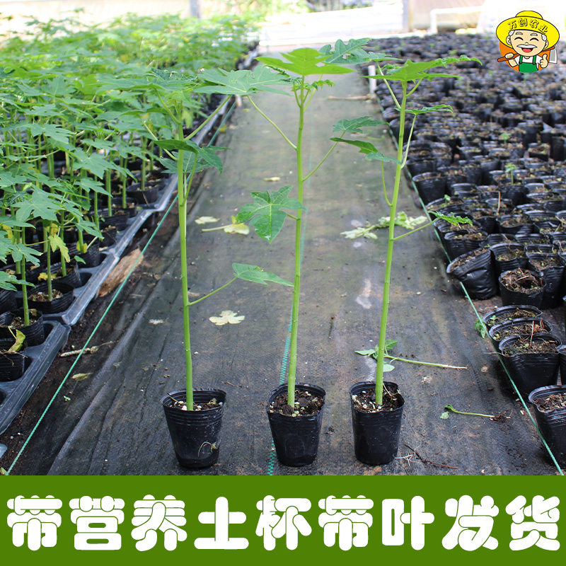 大青红肉木瓜苗南方四季种植水果木瓜苗冰糖木瓜苗红心木瓜树苗-图2