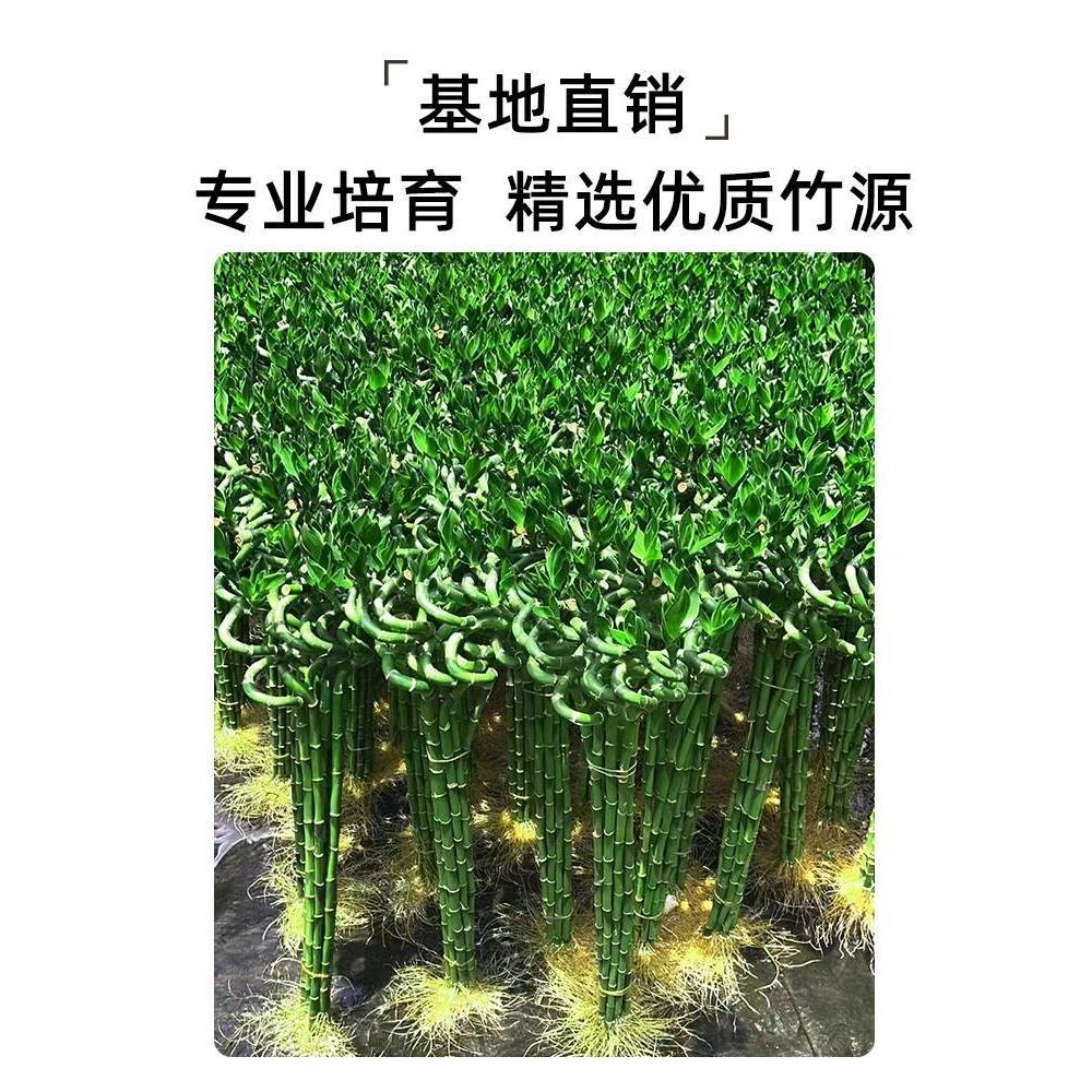 现货速发水培植物富贵竹转运竹室内客厅绿植盆栽开运竹弯竹带根好 - 图1