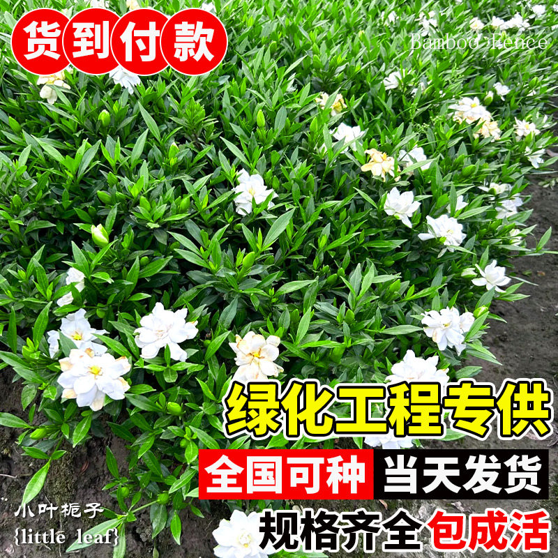 小叶栀子花苗重瓣浓香型大叶栀子花盆栽室外庭院四季常青绿化小苗,淘宝优惠券,粉丝福利购,淘宝优惠卷