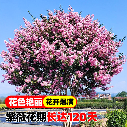 紫薇花树苗庭院风景树苗种植花卉植物室外红紫薇花苗别墅绿化盆栽 - 图2