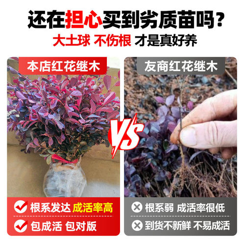 红花继木树苗老桩室外庭院地栽耐寒植物风景树绿化园林工程苗四季 - 图2