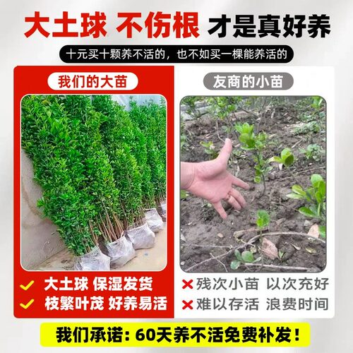 冬青树苗法国北海道黄杨直立篱笆墙庭院围墙植物四季常青耐寒绿篱 - 图2