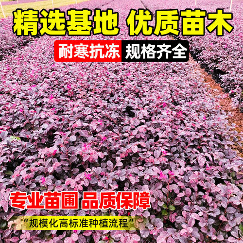 红花继木树苗老桩室外庭院地栽耐寒植物风景树绿化园林工程苗四季 - 图0