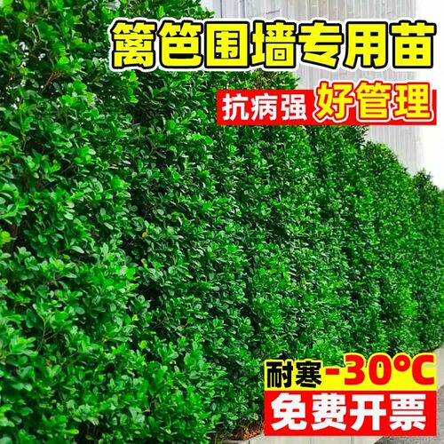 冬青树苗法国北海道黄杨直立篱笆墙庭院围墙植物四季常青耐寒绿篱 - 图0