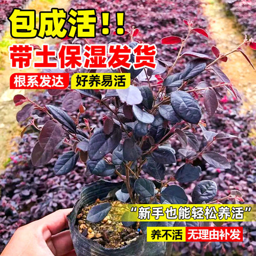 红花继木树苗老桩室外庭院地栽耐寒植物风景树绿化园林工程苗四季 - 图1