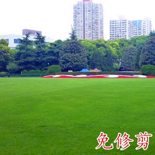 台湾草草籽草坪种子细叶结缕草矮生四季常青庭院绿化台湾二号草籽 - 图2