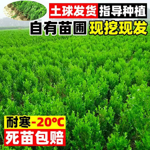 小叶黄杨树苗瓜子金边黄杨球苗庭院篱笆庭院绿篱道路冬青绿化树苗 - 图3
