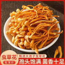 Selected Yunnan special class caterpillar fungus flower dry goods Zhengzong Qiantou Pupa Worm Grass Fungus Mushroom Pot Soup Without Lavender