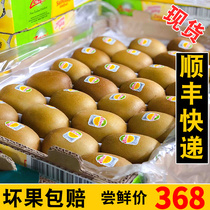 New Zealand Sunshine Golden Fruits Imported Original Box Kiwifruit Fresh Chic Exotic Fruit makes fruit spot smooth