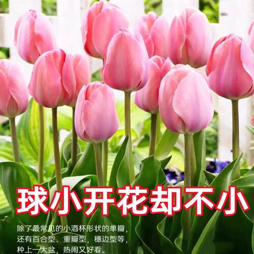 进口郁金香种球带芽5度球水培土养花卉室内盆栽植物开花种子耐寒 - 图0