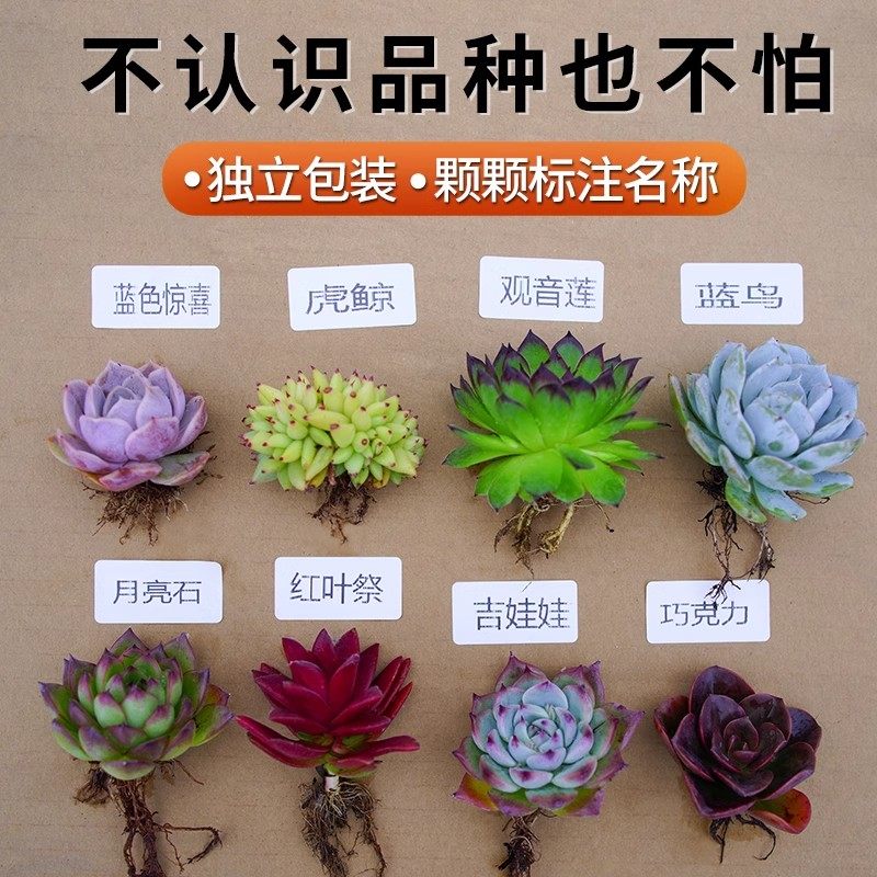 多肉植物室内小盆栽肉肉大全好养精品玉露大颗老桩高端花卉绿植,淘宝优惠券,粉丝福利购,淘宝优惠卷