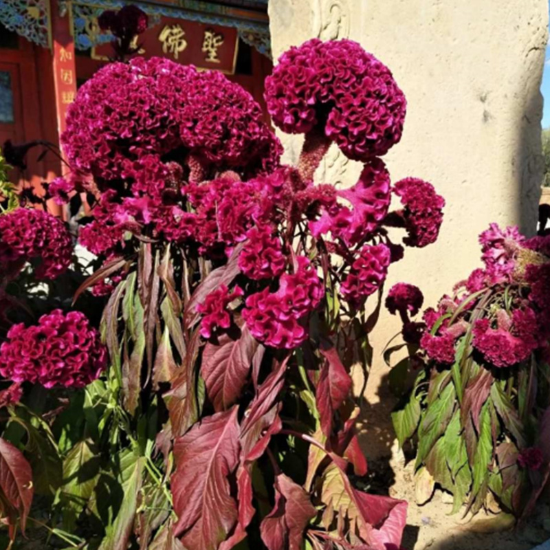 【稳定签到】鸡冠花四季开花易活花苗