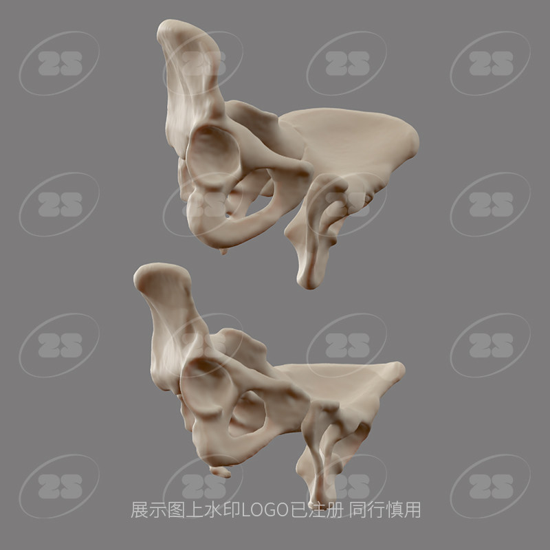 男女性盆骨骨骼骨头解剖生物OBJ医学3D模型blender建模C4D素材967 - 图1