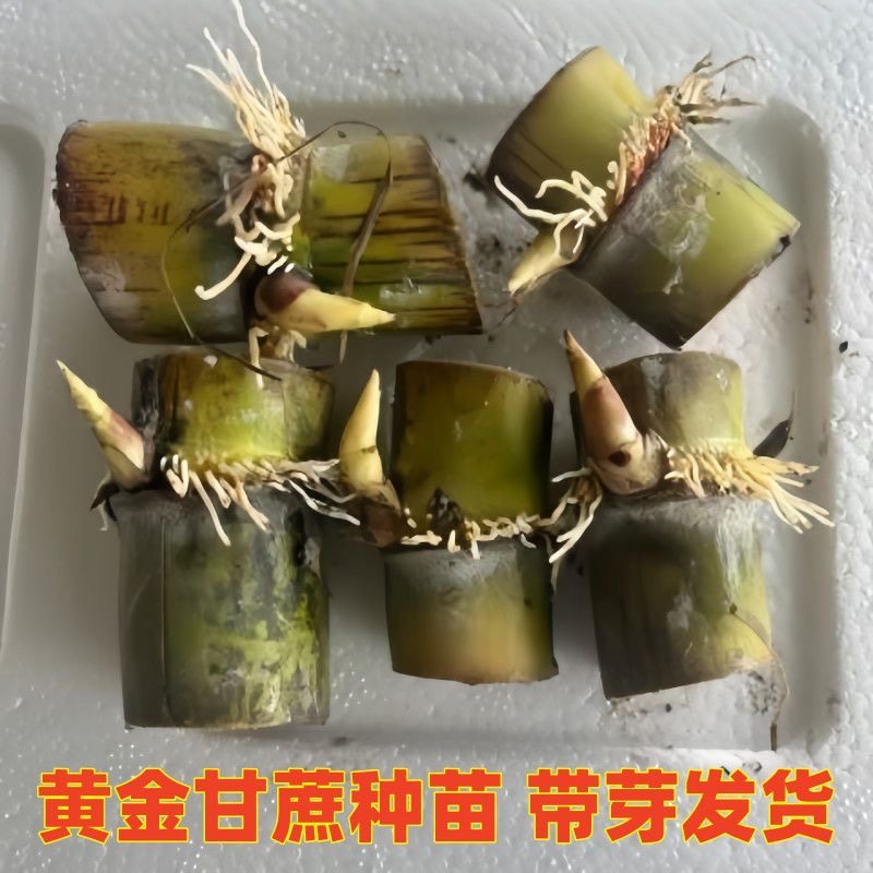 正品黄皮甘蔗种节盆栽正宗黄金水果甘蔗甘蔗新鲜薄皮青皮甘蔗尾巴,淘宝优惠券,粉丝福利购,淘宝优惠卷