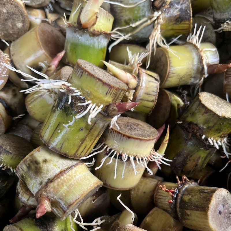 正品黄皮甘蔗种节盆栽正宗黄金水果甘蔗甘蔗新鲜薄皮青皮甘蔗尾巴,淘宝优惠券,粉丝福利购,淘宝优惠卷