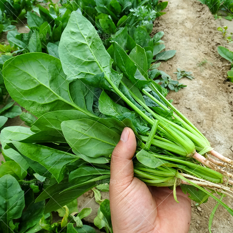 农家菠菜种籽 菠菜种子菠菜种孑 耐热耐寒 四季散装 红根蔬菜秋季 - 图1