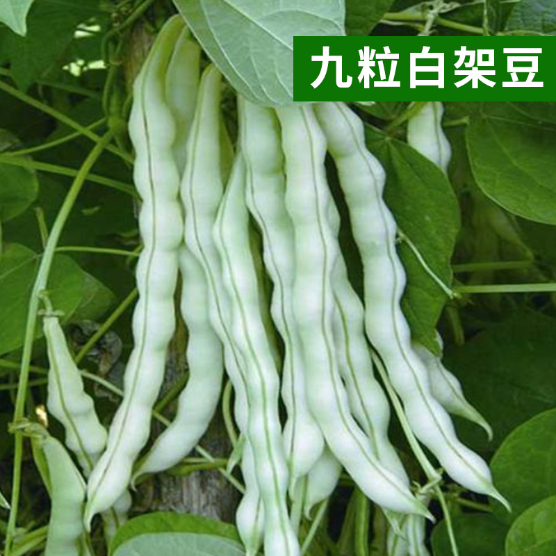 豌豆芸豆扁豆眉豆毛豆荷兰蛇豆绿长架豆角春夏秋豆四季蔬菜种子籽 - 图2