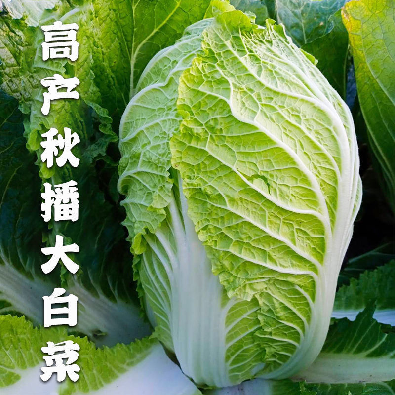 秋播大白菜种子90天包心菜结球白菜早晚熟农家高产抗病蔬菜种孑籽 - 图1