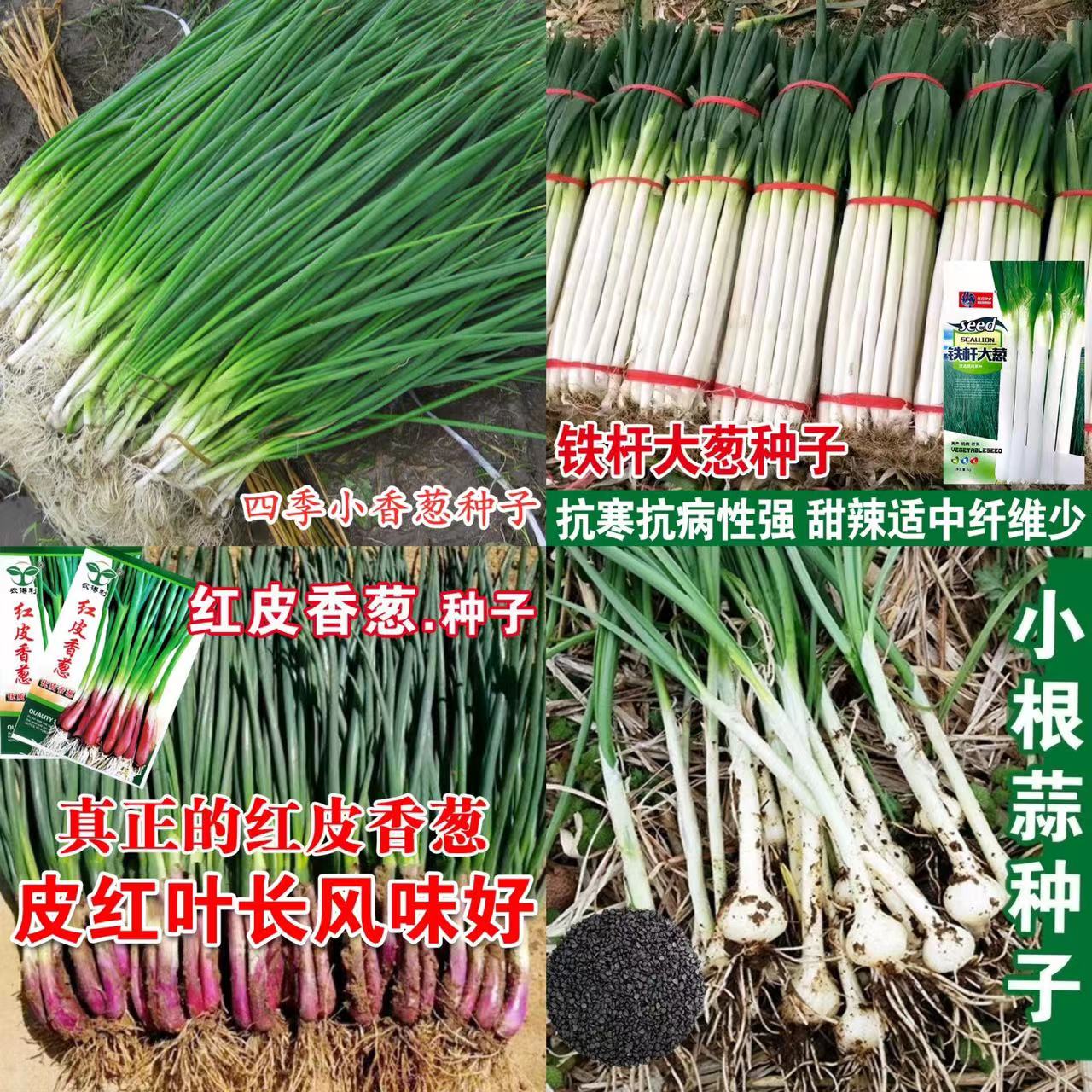 1各种蔬菜种子 农田菜园高产易种蔬菜白菜菜葱菠菜等种籽 - 图1