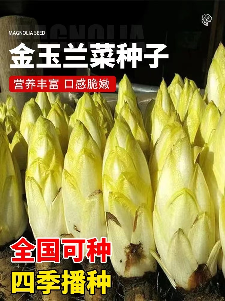 金玉兰菜种籽软化紫菊苣根苗新鲜生菜种子四季阳台盆栽蔬菜种籽苗 - 图0