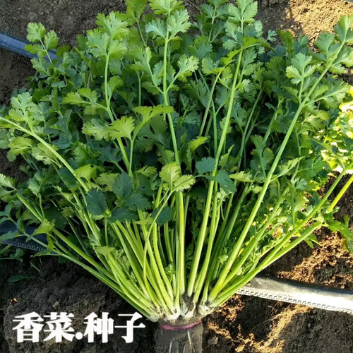 四季香菜种子农田菜园可盆栽高产老品种大小叶芫荽香菜蔬菜籽