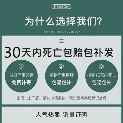 四季君子兰盆栽带花苞小苗花卉植物室内易活绿植水培好养多肉大全-图0