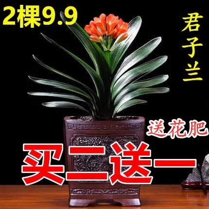 四季君子兰盆栽带花苞小苗花卉植物室内易活绿植水培好养多肉大全-图1