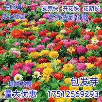 Four Seasons Easy To Plant Thyme Flowers Seed Posteinacea Road Yard Thyme Outdoor Balcony Flower Seed Blooming
