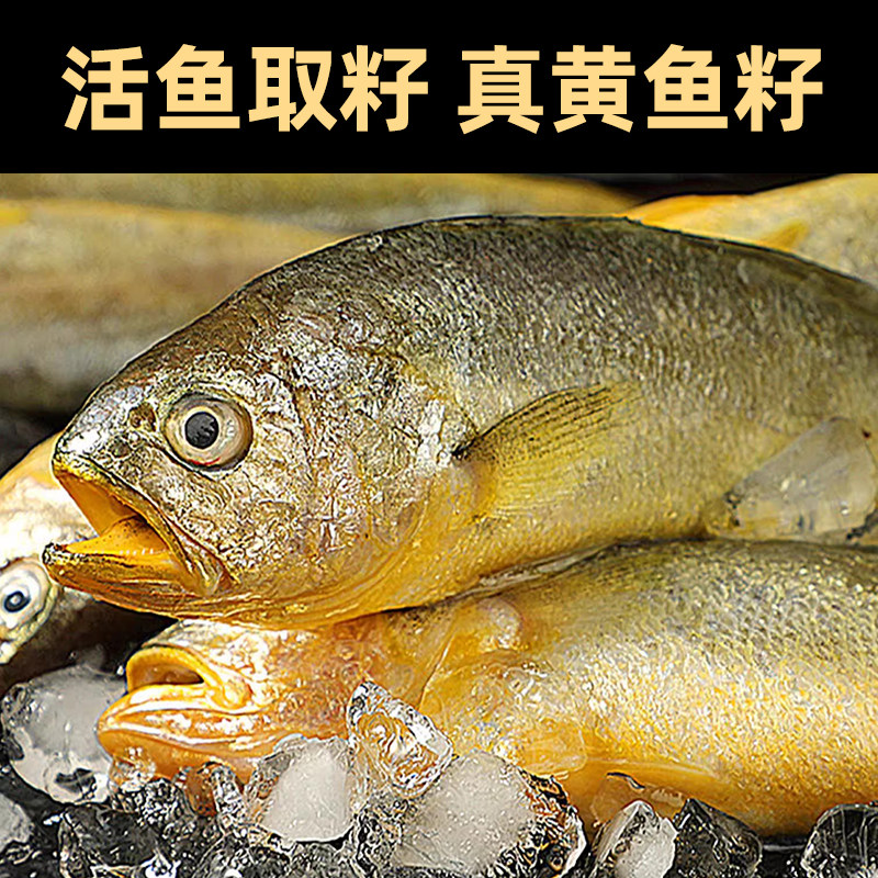 黄花鱼籽新鲜鱼泡鱼子鱼肚大号鱼卵鱼杂鲜活海鲜冷冻商用霞浦鱼籽,淘宝优惠券,粉丝福利购,淘宝优惠卷