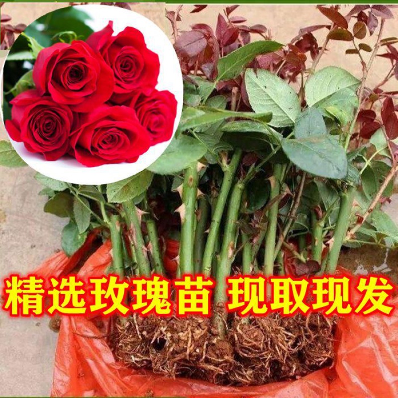 云南直发20颗玫瑰花苗四季开花易活浓香扦插月季小苗室内阳台盆栽 - 图0