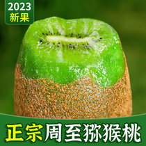 Shaanxi Week To Kiwi Fruit 9 Catty Fruits Matt Green Heart Chic Exotic Fruits Fresh When Season Miya Peach Whole Box 5 Non-Xu Incense