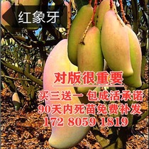 Mango Saplings Graft Mango Miao South North Cultivation Aussie mango Four Seasons Mangred ivory gold Golden Huang Mang Results of the year