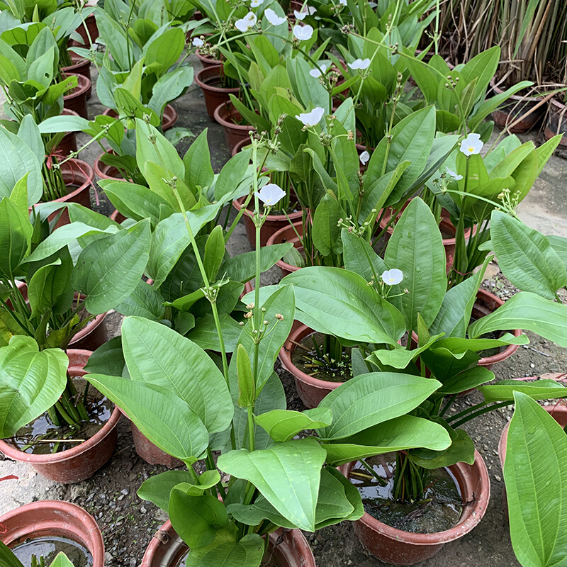 珍珠兰盆栽室外水生花卉 珠兰观赏水生水养池塘绿植盆栽 室内绿植 - 图2