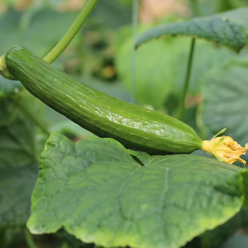 黄瓜新鲜水果黄瓜山东农家生吃5斤荷兰水果小黄瓜孕妇即食小青瓜-图3